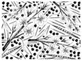 Hand Drawn of Canola Pods and Seeds Background