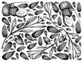 Hand Drawn of Jojoba Nuts and Coconut Fruits Background