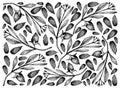 Hand Drawn of Jojoba Nuts and Seeds Background