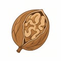 Illustration of a Walnut with its Shell Cracked Open Revealing the Nut Inside Royalty Free Stock Photo