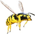 Wasp, Bee, Insect, Bug, Isolated Royalty Free Stock Photo
