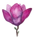 Illustration of Watercolor Bright Purple Magnolia