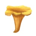 An illustration of watercolor hand-drawn chanterelle isolated on white. Yellow and orange image of wild forest mushroom