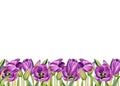 Illustration of watercolor hand drawn frame with purple tulips isolated on white background. Spring floral postcard. Flowers