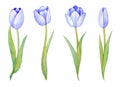 Illustration of watercolor hand drawn set of blue tulips flowers isolated on white background. Botanical art Royalty Free Stock Photo