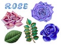 Illustration of watercolor hand drawn set of colorful roses, buds and leaves. Romantic flowers Royalty Free Stock Photo