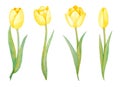 Illustration of watercolor hand drawn set of yellow tulips flowers isolated on white background. Botanical art Royalty Free Stock Photo