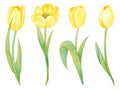 Illustration of watercolor hand drawn set of yellow tulips flowers isolated on white background. Botanical art Royalty Free Stock Photo