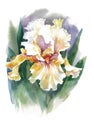 Illustration watercolor iris flower isolated on white background. Royalty Free Stock Photo