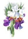 Illustration watercolor iris flower isolated on white background. Royalty Free Stock Photo