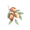 Illustration watercolor jujube