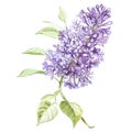 Illustration in watercolor of a Lilac flower blossom. Floral card with flowers. Botanical illustration. Royalty Free Stock Photo