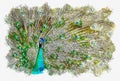 Illustration Or Watercolor Paint Of Peacock With Beautiful Feathers Out