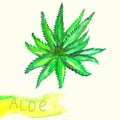 Illustration of watercolor painted aloe plant with