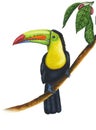 Illustration of a watercolor painted keel-billed toucan sitting on the branch in a tropical forest on a white backgroun