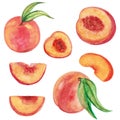 Illustration of watercolor peaches