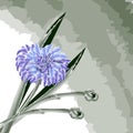 illustration, watercolor sketch, blue watercolor cornflowers on a delicate watercolor background, for wallpaper, textiles, banners