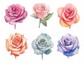 illustration in watercolor style of set of roses and rosebuds of different colors, on a white background cut out, created with ai Royalty Free Stock Photo