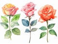 illustration in watercolor style of set of roses and rosebuds of different colors, on a white background cut out, created with ai Royalty Free Stock Photo