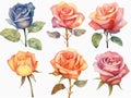 illustration in watercolor style of set of roses and rosebuds of different colors, on a white background cut out, created with ai Royalty Free Stock Photo