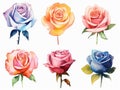 illustration in watercolor style of set of roses and rosebuds of different colors, on a white background cut out, created with ai Royalty Free Stock Photo