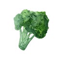 Illustration of watercolor vegetable broccoli cabbage on a white background Royalty Free Stock Photo