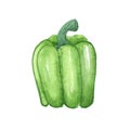 Illustration of watercolor vegetable pepper Bulgarian green on a white background
