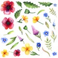 Illustration, watercolor, wild stylized flowers: poppies, escholzia, forget-me-nots. Royalty Free Stock Photo