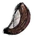 Mature Coconut Wedge Watercolour Illustration