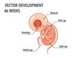 Illustration of a 6-week embryonic development. The embryo is Royalty Free Stock Photo