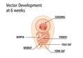 Illustration of a 6-week human embryo development. The image Royalty Free Stock Photo