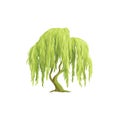 Illustration Of A Weeping Willow Tree. Symbol Of Nature, Tranquility, And Elegance Isolated On Transparent Background Royalty Free Stock Photo