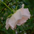 Wet whitish pink rose on a green blur