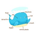 Whale vocabulary part of body.vector Royalty Free Stock Photo