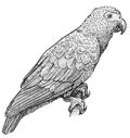 African grey parrot illustration, drawing, engraving, ink, line art, vector Royalty Free Stock Photo