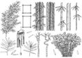 Bamboo colelction illustration, drawing, engraving, ink, line art, vector