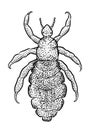 Body louse illustration, drawing, engraving, ink, line art, vector