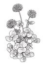 Clover flower illustration, drawing, engraving, ink, line art, vector Royalty Free Stock Photo