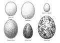 Collection of bird eggs illustration, drawing, engraving, ink, line art, vector Royalty Free Stock Photo