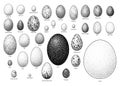 Collection of bird eggs illustration, drawing, engraving, ink, line art, vector Royalty Free Stock Photo