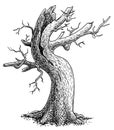 Dead tree illustration, drawing, engraving, ink, line art, vector Royalty Free Stock Photo