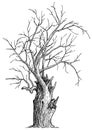 Dead tree illustration, drawing, engraving, ink, line art, vector Royalty Free Stock Photo