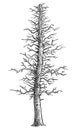 Dead tree illustration, drawing, engraving, ink, line art, vector Royalty Free Stock Photo