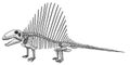 Dimetrodon skeleton, illustration, drawing, engraving, ink, line art, vector
