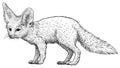 Fennec fox illustration, drawing, engraving, ink, line art, vector