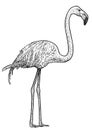 Flamingo bird illustration, drawing, engraving, ink, line art, vector