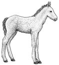 Foal illustration, drawing, engraving, ink, line art, vector