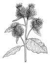 Greater burdock illustration, drawing, engraving, ink, line art, vector