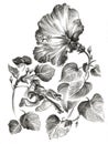 Hand-drawn sketch of a Hawaiian hibiscus flower in black, isolated on a white background. 