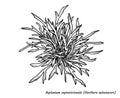 Northern spleenwort fern illustration, drawing, engraving, ink, line art, vector